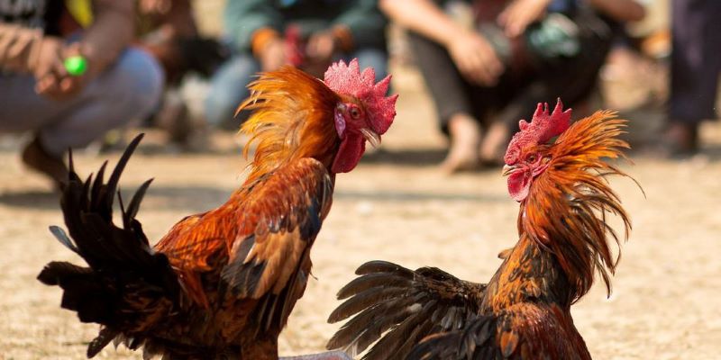 Điểm danh các trận đá gà Thomo hấp dẫn nhất