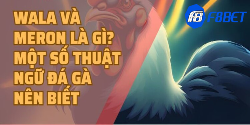 Bí kíp hiệu quả trong cửa Meron trong đá gà là gì