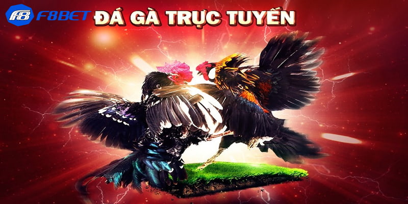 Lưu ý trong cách đặt cược tỷ lệ cược đá gà trực tuyến